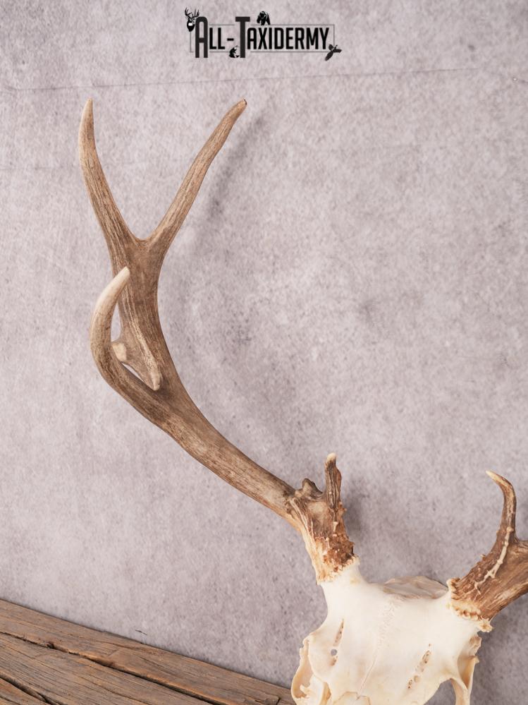 SKU 3410 Mule Deer Skull - Image 2