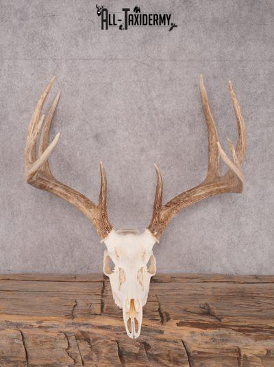 SKU 3411 Whitetail Deer Skull