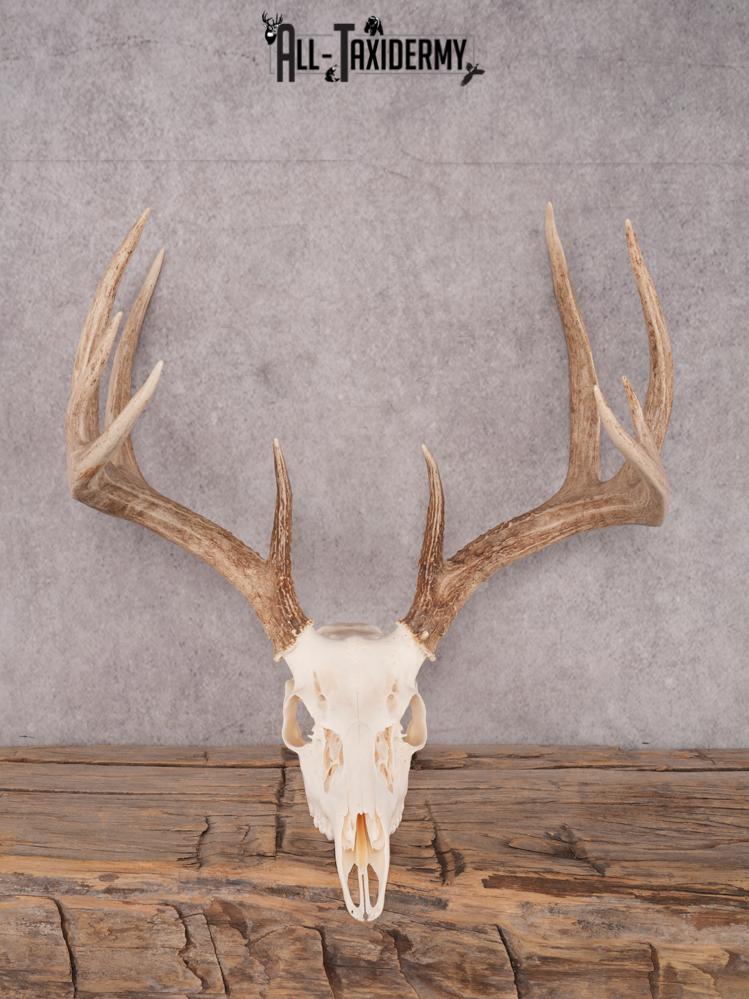 SKU 3411 Whitetail Deer Skull