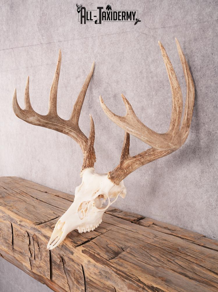 SKU 3411 Whitetail Deer Skull - Image 6