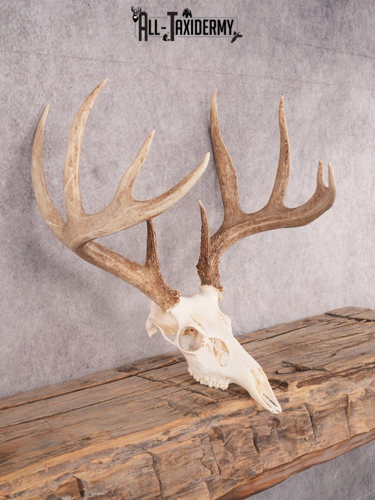 SKU 3411 Whitetail Deer Skull - Image 5