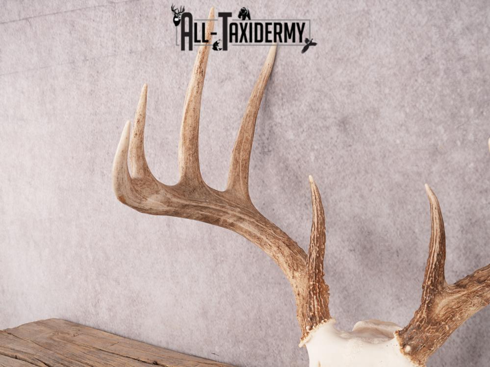 SKU 3411 Whitetail Deer Skull - Image 4