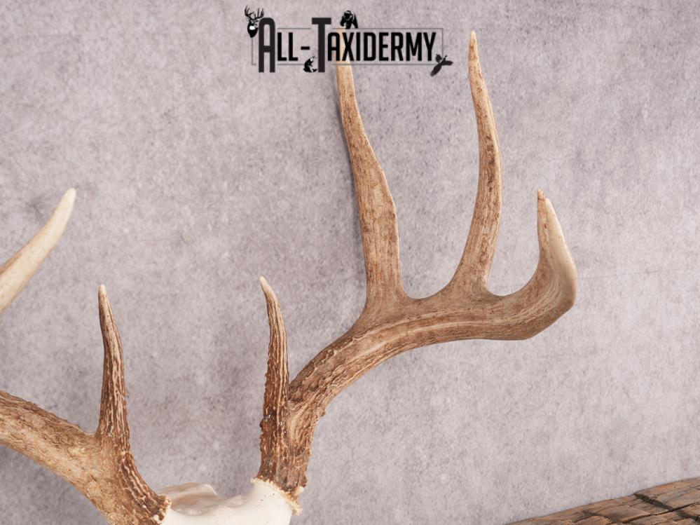 SKU 3411 Whitetail Deer Skull - Image 3
