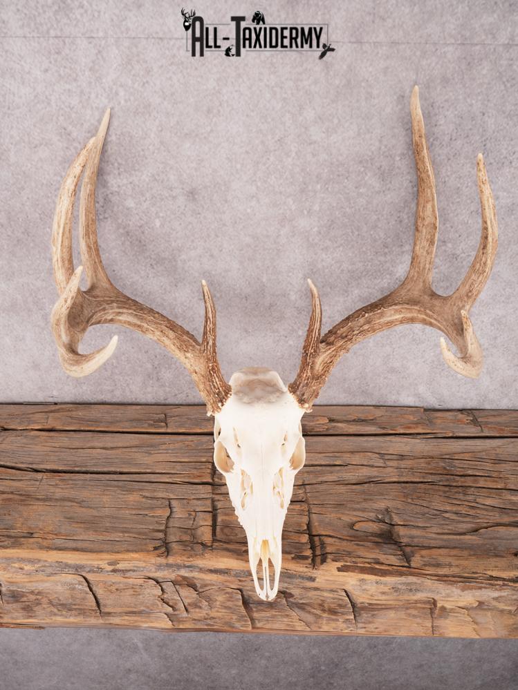 SKU 3411 Whitetail Deer Skull - Image 2