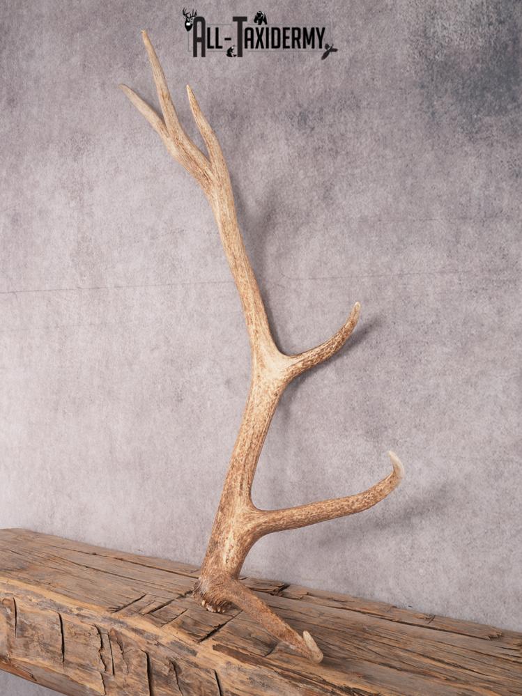 SKU 3412 6 Point Left Shed Left - Image 5