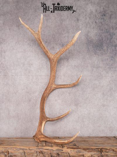 SKU 3421 6 Point Elk Shed Left