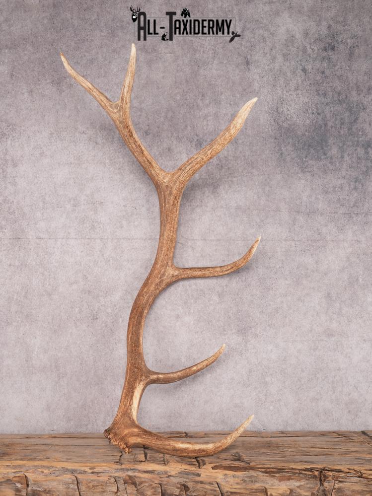 SKU 3421 6 Point Elk Shed Left