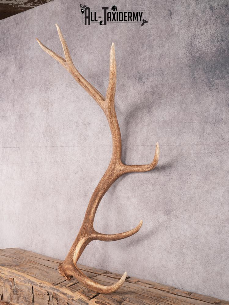 SKU 3421 6 Point Elk Shed Left - Image 5