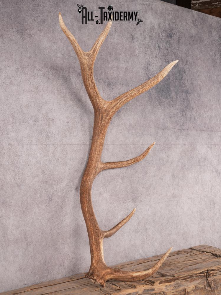 SKU 3421 6 Point Elk Shed Left - Image 4