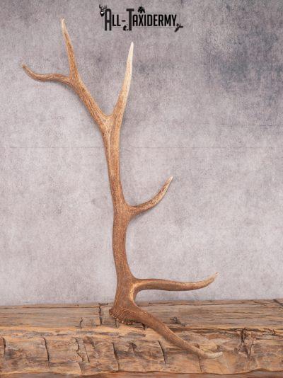 SKU 3422 6 Point Elk Shed Left