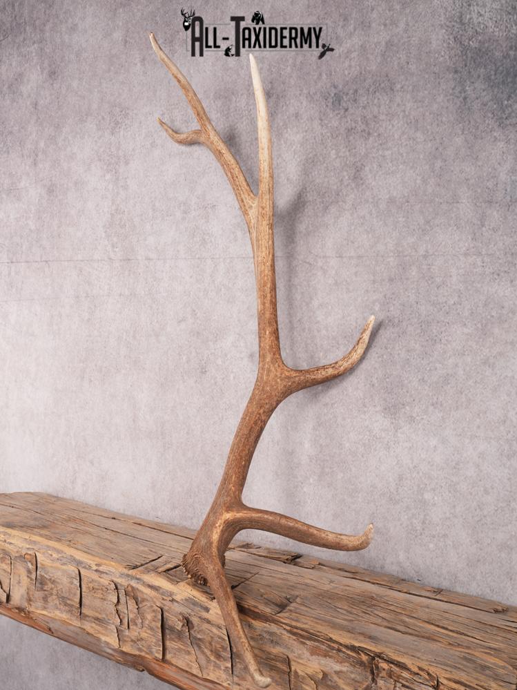 SKU 3422 6 Point Elk Shed Left - Image 5