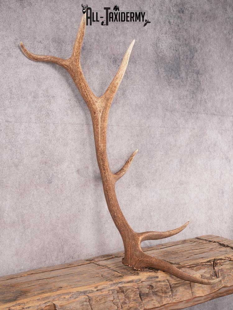 SKU 3422 6 Point Elk Shed Left - Image 4