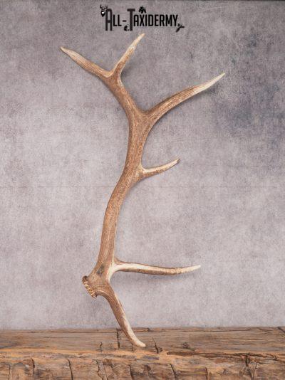 SKU 3423 6 Point Elk Shed Left