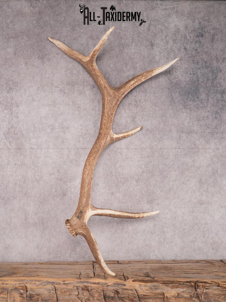 SKU 3423 6 Point Elk Shed Left