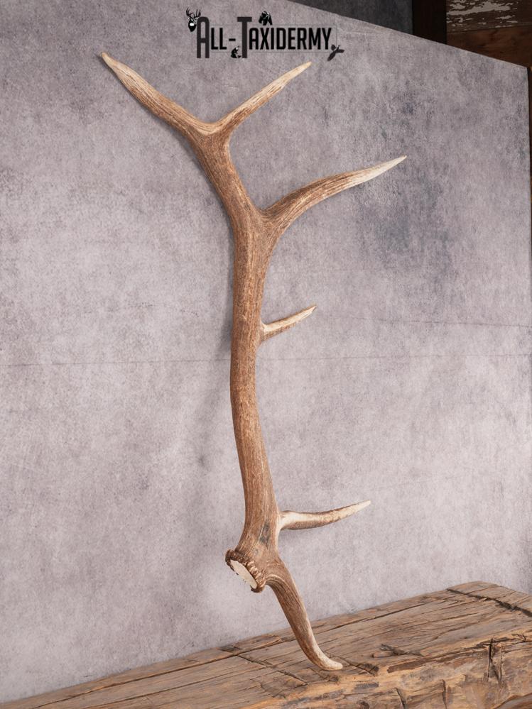 SKU 3423 6 Point Elk Shed Left - Image 4