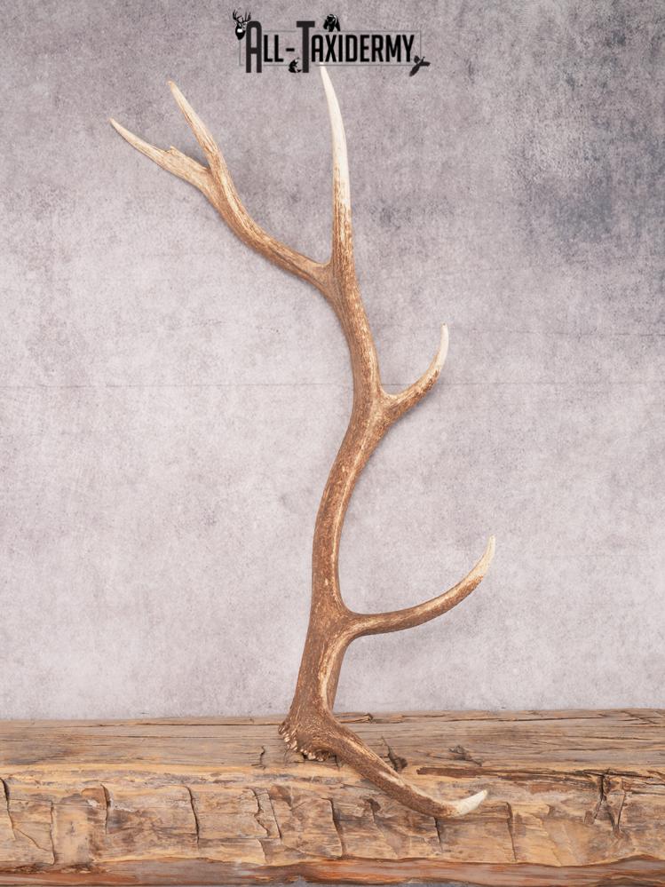 SKU 3415 6 Point Left Shed