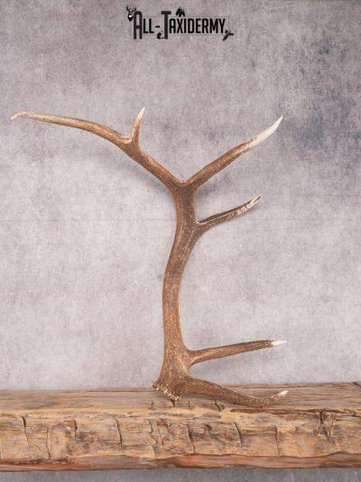 SKU 3417 6 Point Left Shed