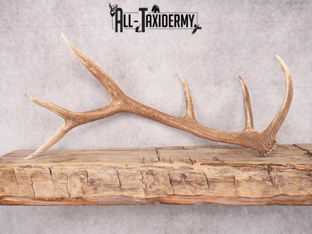 SKU 3418 Matching Elk Sheds 6x6 - Image 5