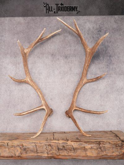 SKU 3419 Matching Elk Sheds 6x7