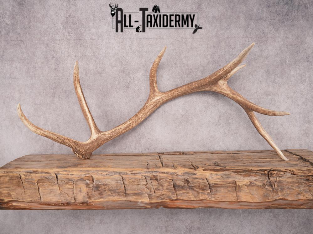 SKU 3419 Matching Elk Sheds 6x7 - Image 6