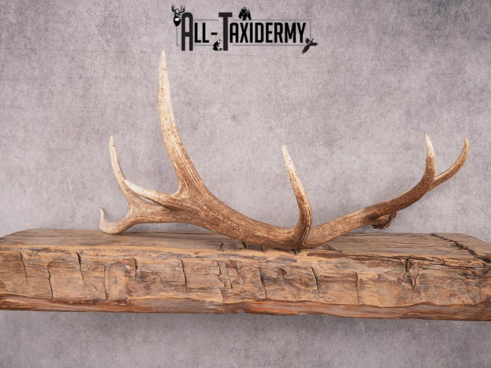 SKU 3419 Matching Elk Sheds 6x7 - Image 5
