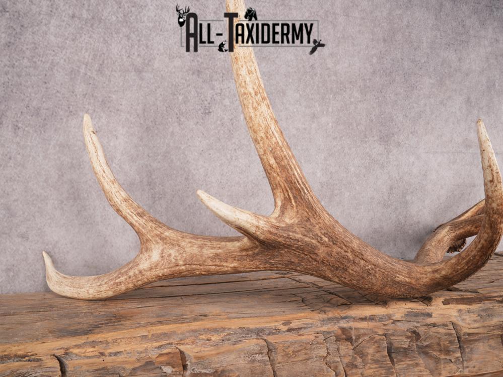 SKU 3419 Matching Elk Sheds 6x7 - Image 4