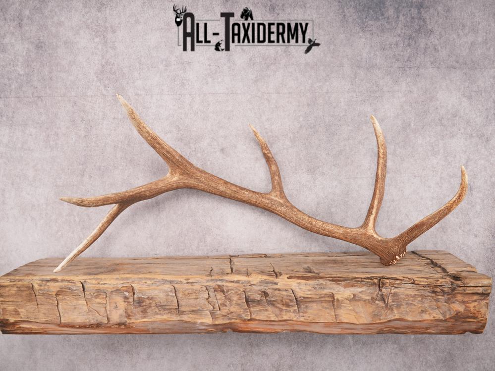 SKU 3419 Matching Elk Sheds 6x7 - Image 3