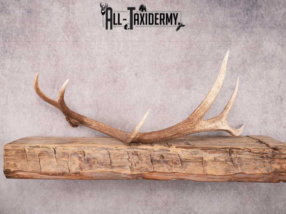 SKU 3419 Matching Elk Sheds 6x7 - Image 2