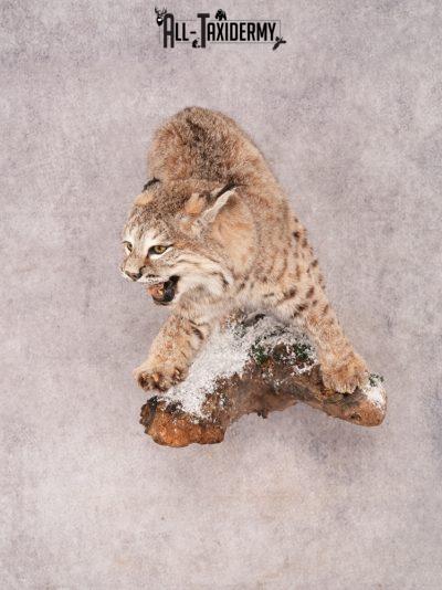 Bobcat Taxidermy Mount SKU 3457