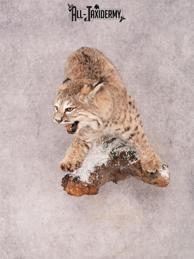 Bobcat Taxidermy Mount SKU 3457