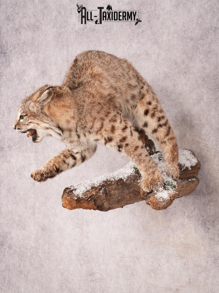 Bobcat Taxidermy Mount SKU 3457 - Image 11