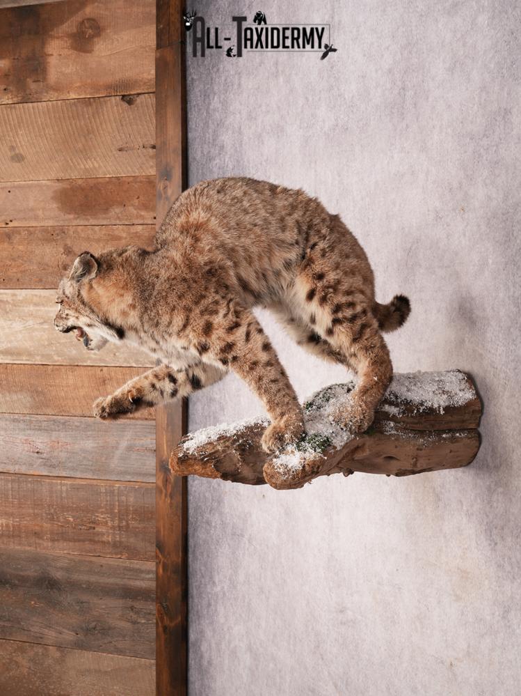 Bobcat Taxidermy Mount SKU 3457 - Image 10