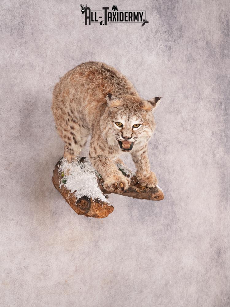 Bobcat Taxidermy Mount SKU 3457 - Image 9