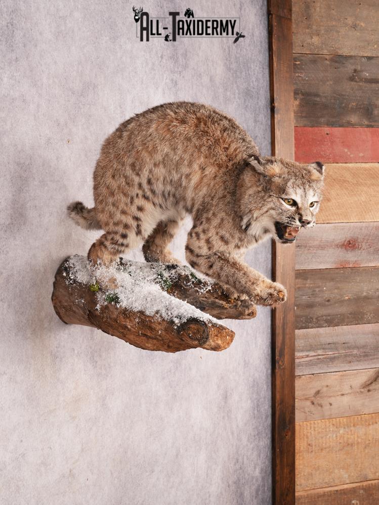 Bobcat Taxidermy Mount SKU 3457 - Image 8