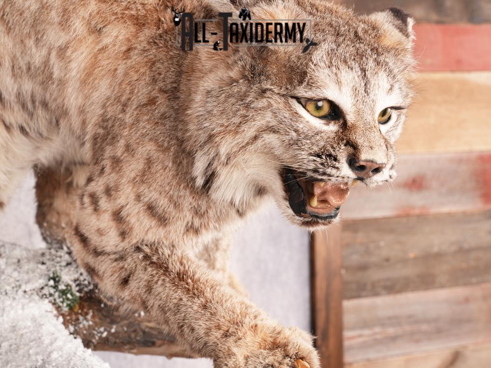 Bobcat Taxidermy Mount SKU 3457 - Image 3