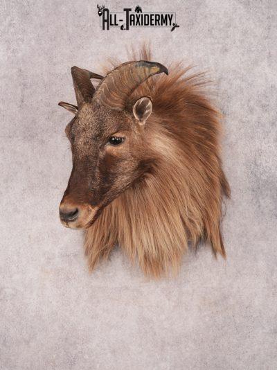 Himalayan Tahr SKU 3489