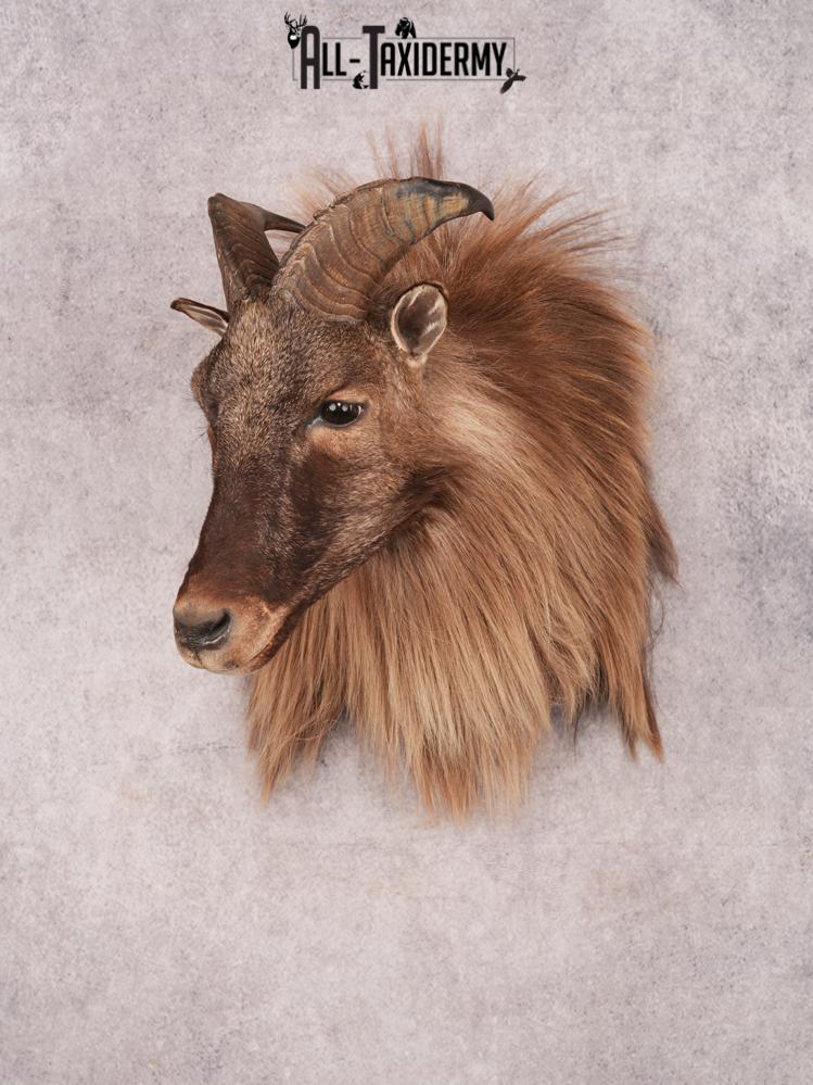 Himalayan Tahr SKU 3489