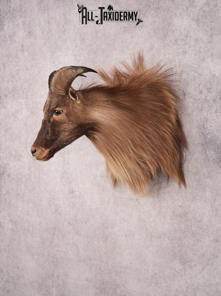 Himalayan Tahr SKU 3489 - Image 9