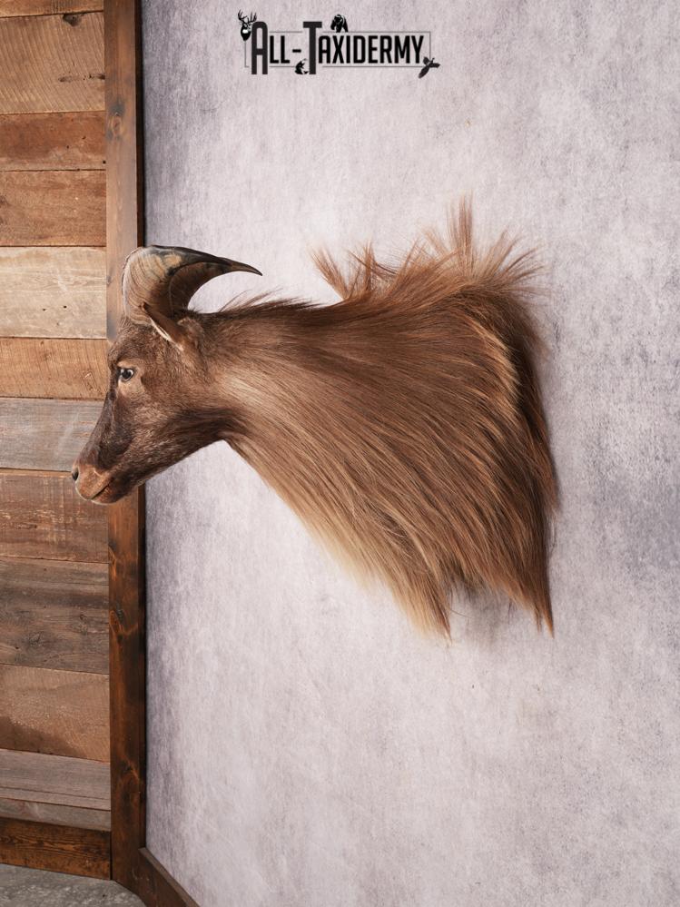 Himalayan Tahr SKU 3489 - Image 8