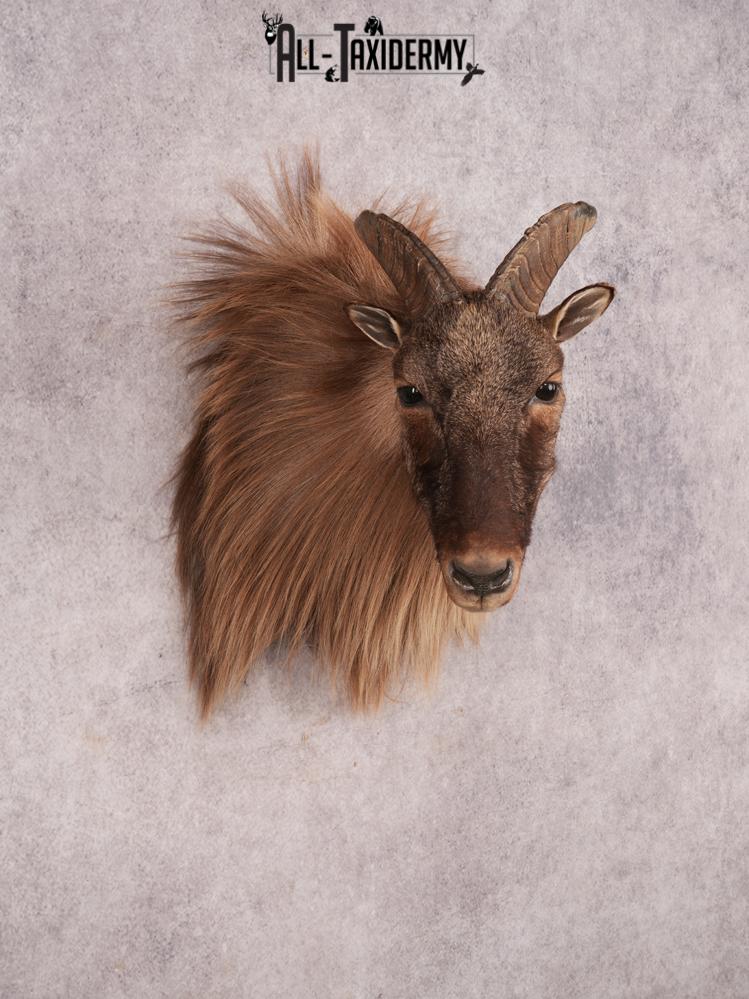 Himalayan Tahr SKU 3489 - Image 7
