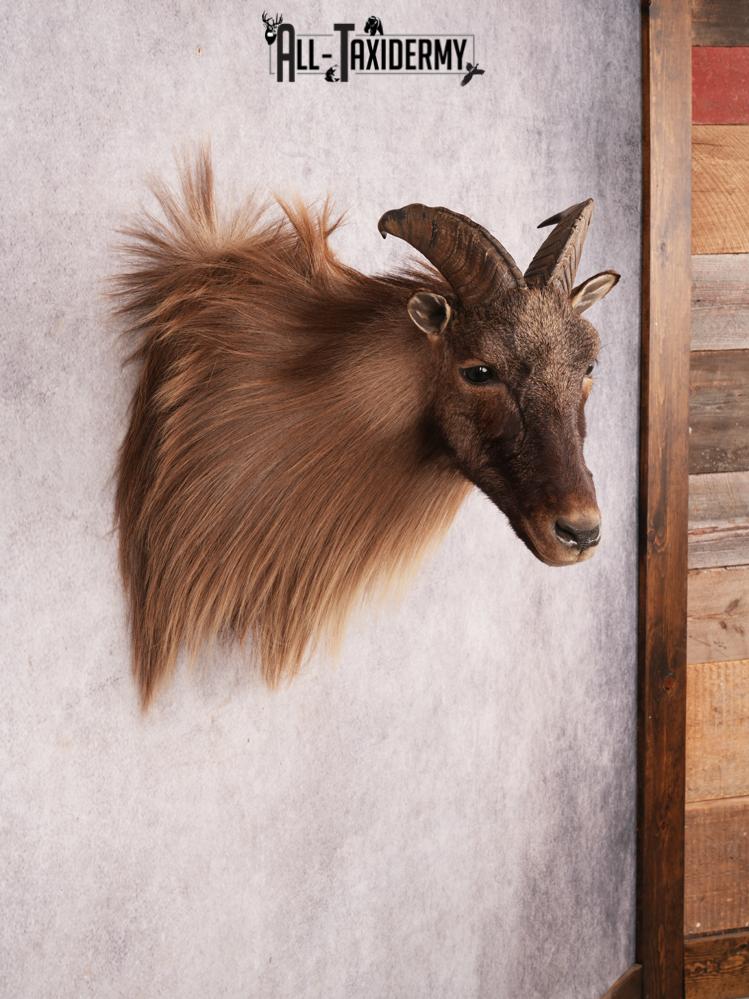 Himalayan Tahr SKU 3489 - Image 6