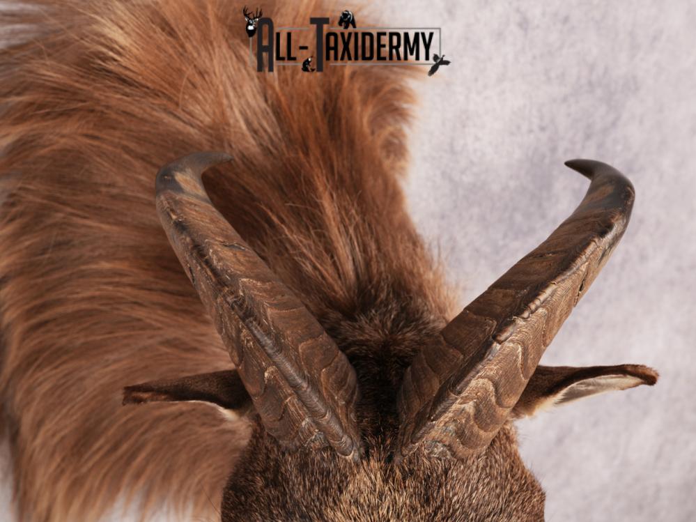 Himalayan Tahr SKU 3489 - Image 2