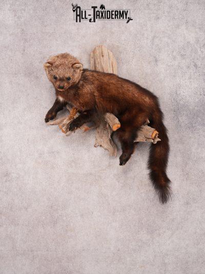 Fischer Taxidermy Mount SKU 3482