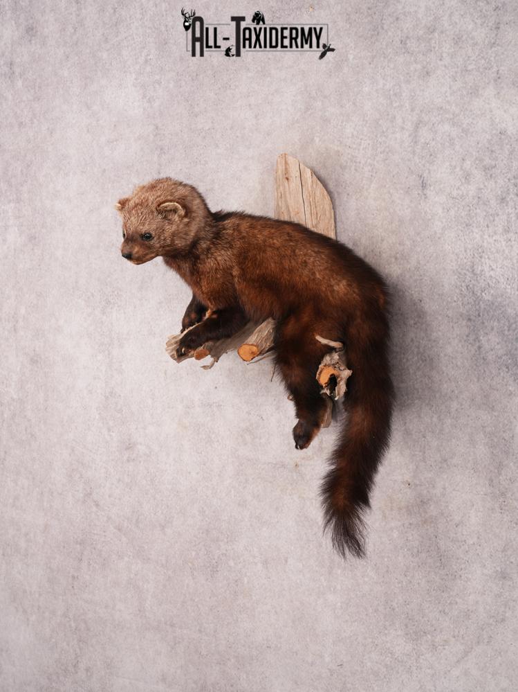 Fischer Taxidermy Mount SKU 3482 - Image 8