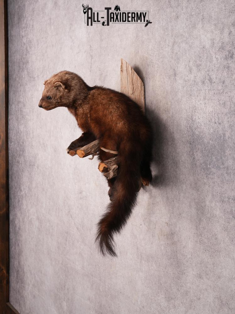 Fischer Taxidermy Mount SKU 3482 - Image 7