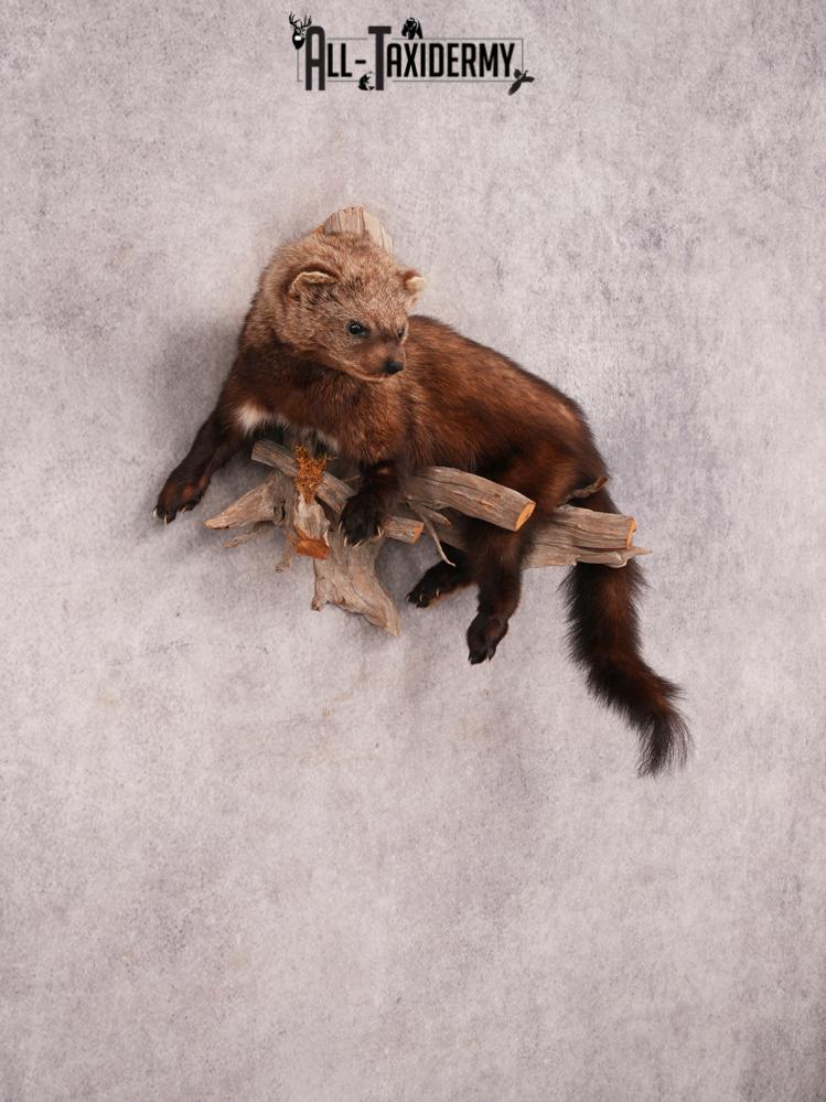 Fischer Taxidermy Mount SKU 3482 - Image 6