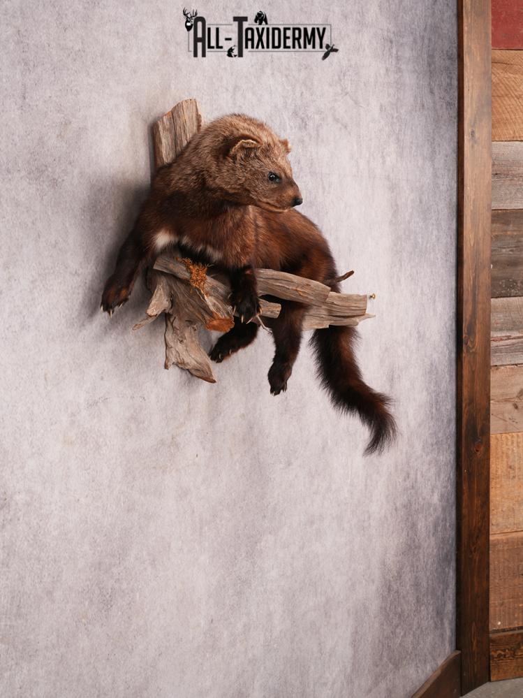 Fischer Taxidermy Mount SKU 3482 - Image 5
