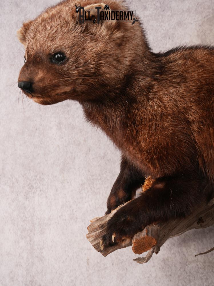 Fischer Taxidermy Mount SKU 3482 - Image 3