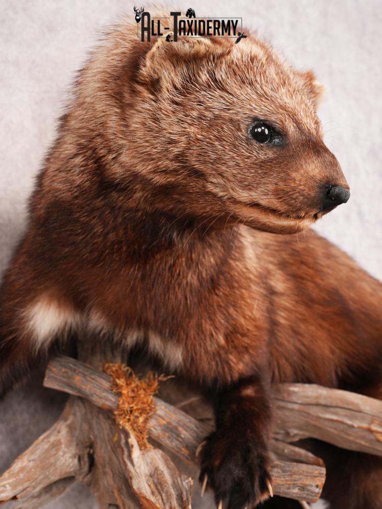 Fischer Taxidermy Mount SKU 3482 - Image 2