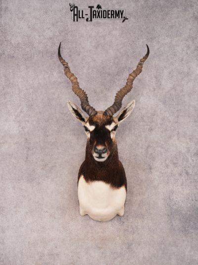 Black Buck SKU 3476